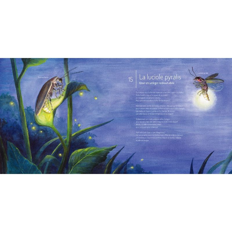 Les Insectes ! Les Insectes !