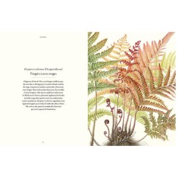 Fougères - Une leçon d'adaptation Fougères - Une leçon d'adaptation