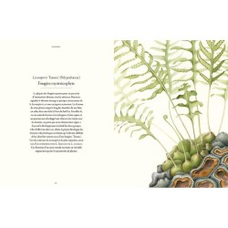 Fougères - Une leçon d'adaptation Fougères - Une leçon d'adaptation