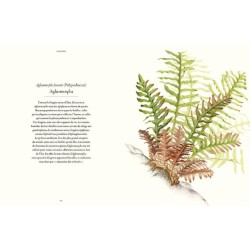 Fougères - Une leçon d'adaptation Fougères - Une leçon d'adaptation