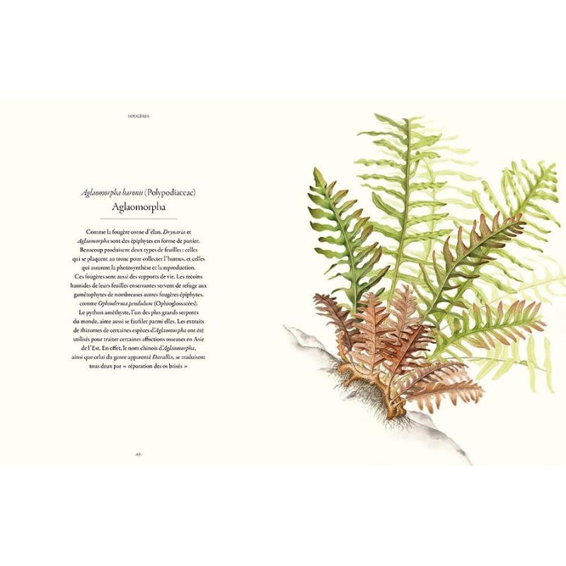 Fougères - Une leçon d'adaptation Fougères - Une leçon d'adaptation