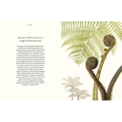 Fougères - Une leçon d'adaptation Fougères - Une leçon d'adaptation