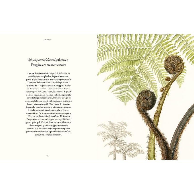 Fougères - Une leçon d'adaptation Fougères - Une leçon d'adaptation