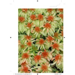 Faune et flore de La Réunion