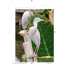 Faune et flore de La Réunion