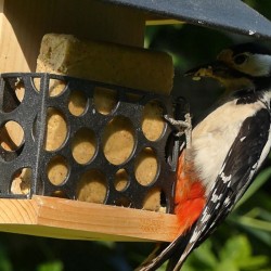 Mangeoire "Le bar à graisse" - Eco Ressource + avec 2 repas - Pin Douglas Mangeoire "Le bar à graisse" - Eco Ressource + avec 2 repas - Pin Douglas