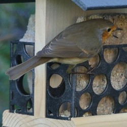 Mangeoire "Le bar à graisse" - Eco Ressource + avec 2 repas - Pin Douglas Mangeoire "Le bar à graisse" - Eco Ressource + avec 2 repas - Pin Douglas
