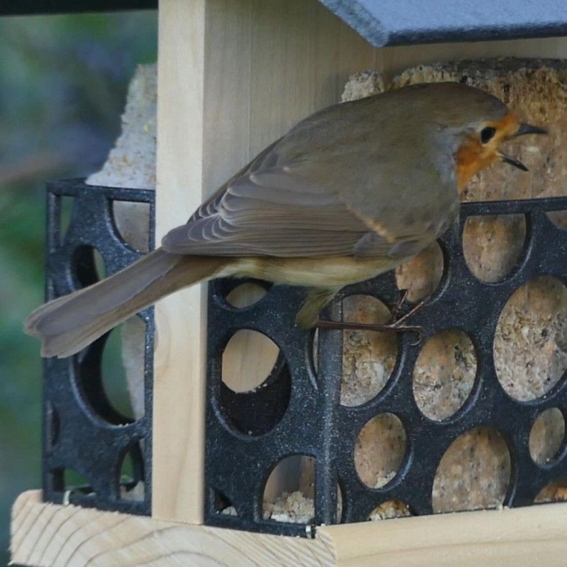 Mangeoire "Le bar à graisse" - Eco Ressource + avec 2 repas - Pin Douglas Mangeoire "Le bar à graisse" - Eco Ressource + avec 2 repas - Pin Douglas