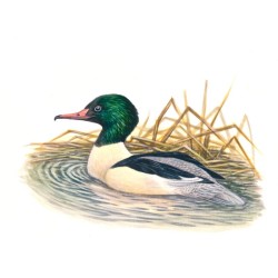 5 cartes Série "Oiseaux de nos régions" d’André Buzin