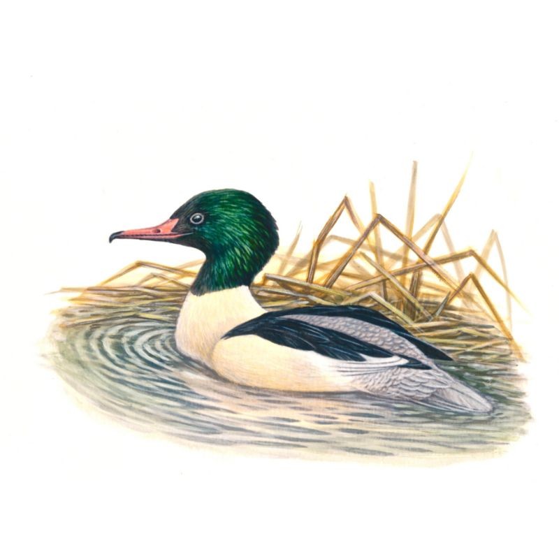 5 cartes Série "Oiseaux de nos régions" d’André Buzin