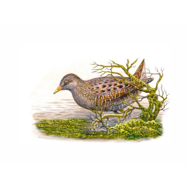 5 cartes Série "Oiseaux de nos régions" d’André Buzin