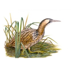 5 cartes Série "Oiseaux de nos régions" d’André Buzin