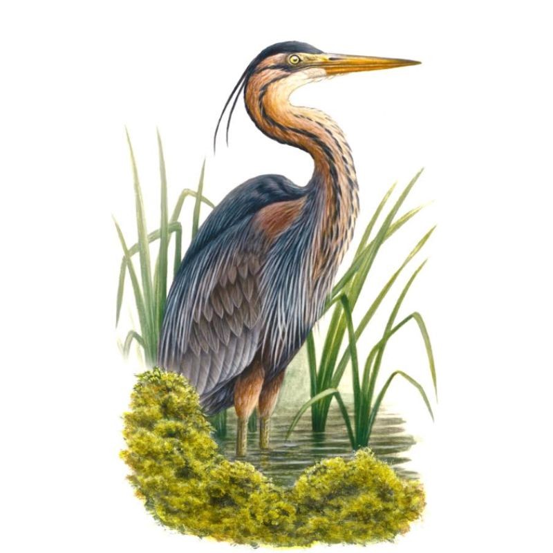 5 cartes Série "Oiseaux de nos régions" d’André Buzin