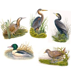 5 cartes Série "Oiseaux de nos régions" d’André Buzin