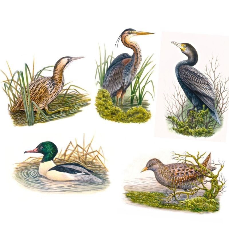 5 cartes Série "Oiseaux de nos régions" d’André Buzin