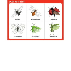 Kiquéla ? - Loto-Bingo pour jouer dans la nature ! Kiquéla ? - Loto-Bingo pour jouer dans la nature !