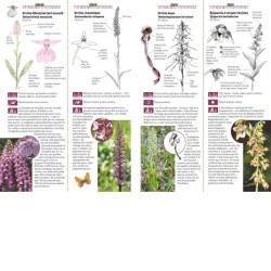 À la découverte des Orchidées sauvages - Explorer, observer, s'émerveiller, reconnaître, préserver