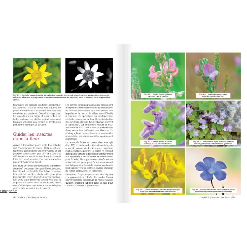 De la fleur au miel - Au cœur de la fleur, complice de l’abeille et de l’apiculteur