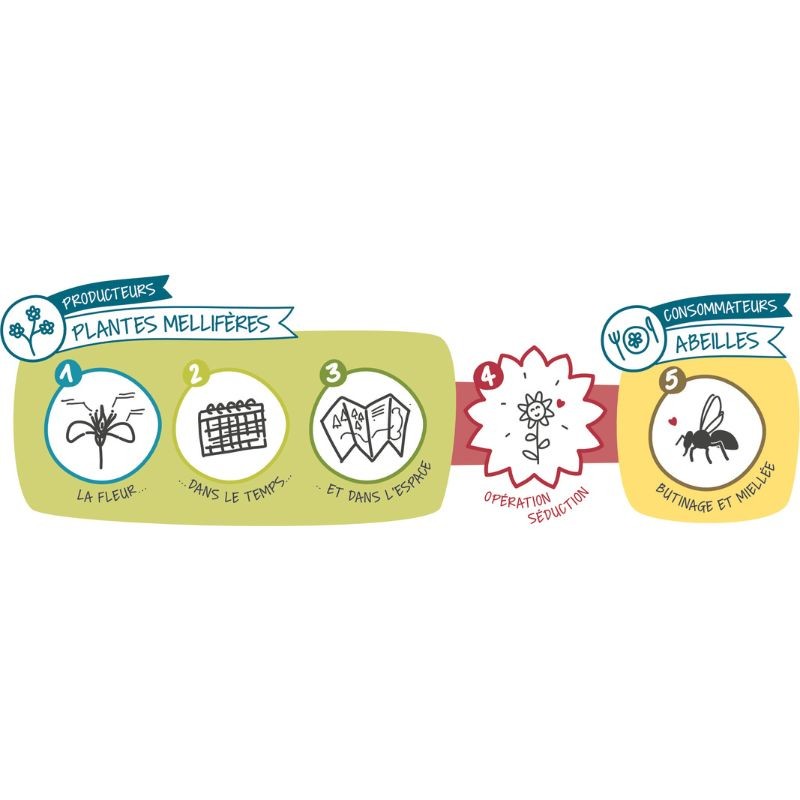 De la fleur au miel - Au cœur de la fleur, complice de l’abeille et de l’apiculteur