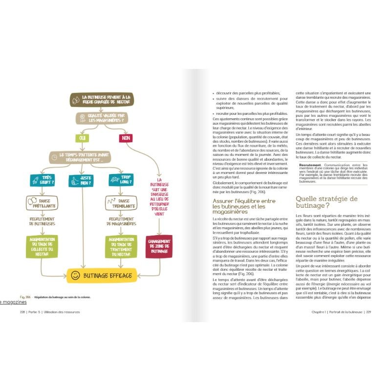 De la fleur au miel - Au cœur de la fleur, complice de l’abeille et de l’apiculteur