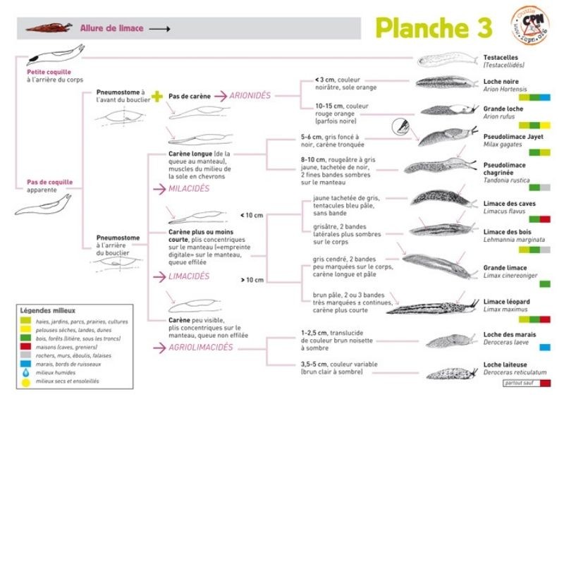 Sur la trace des escargots et des limaces - Rencontre avec les gastéropodes terrestres Sur la trace des escargots et des limaces - Rencontre avec les gastéropodes terrestres