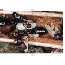 Cahier d'identification des fourmis de France, Belgique, Luxembourg et Suisse