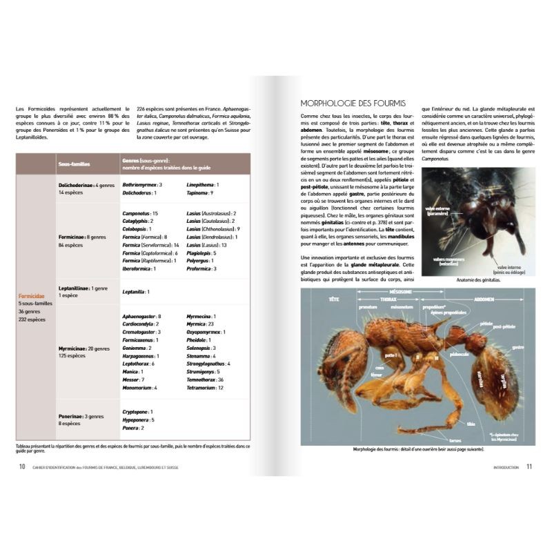 Cahier d'identification des fourmis de France, Belgique, Luxembourg et Suisse