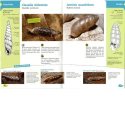 Guide des Escargots et des Limaces - Reconnaître 60 espèces de gastéropodes terrestres sans en baver Guide des Escargots et des Limaces - Reconnaître 60 espèces de gastéropodes terrestres sans en baver