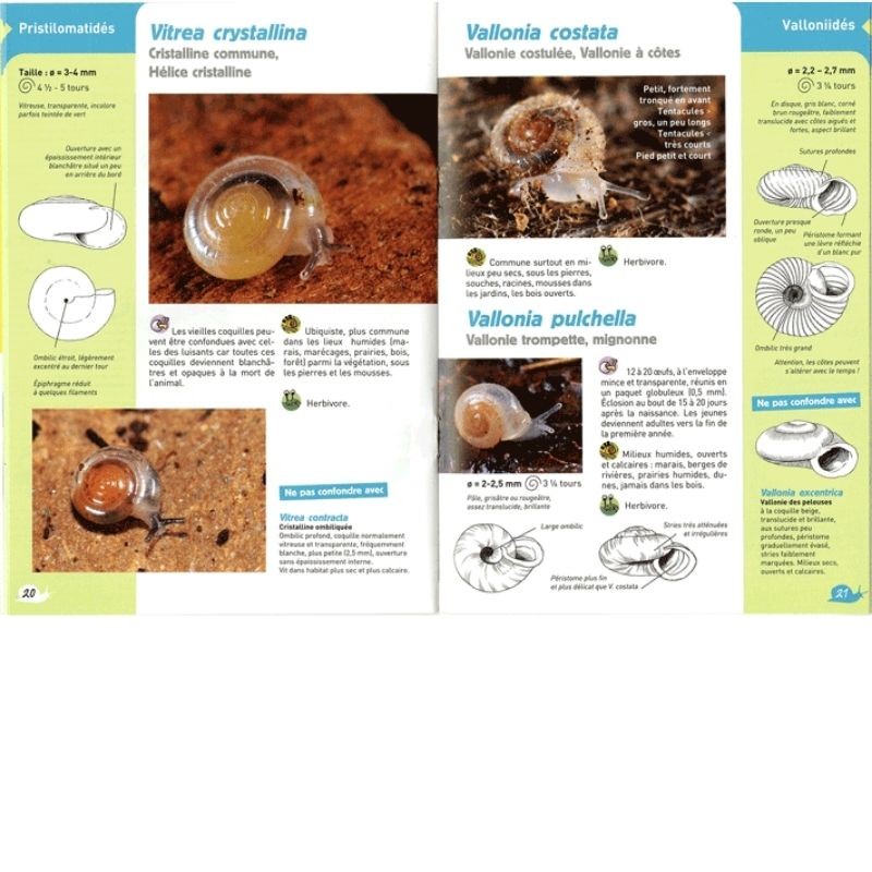 Guide des Escargots et des Limaces - Reconnaître 60 espèces de gastéropodes terrestres sans en baver