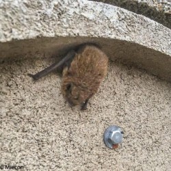 Gîte à chauves-souris VK WS H.50 cm - Béton de bois - Blanc ou Noir