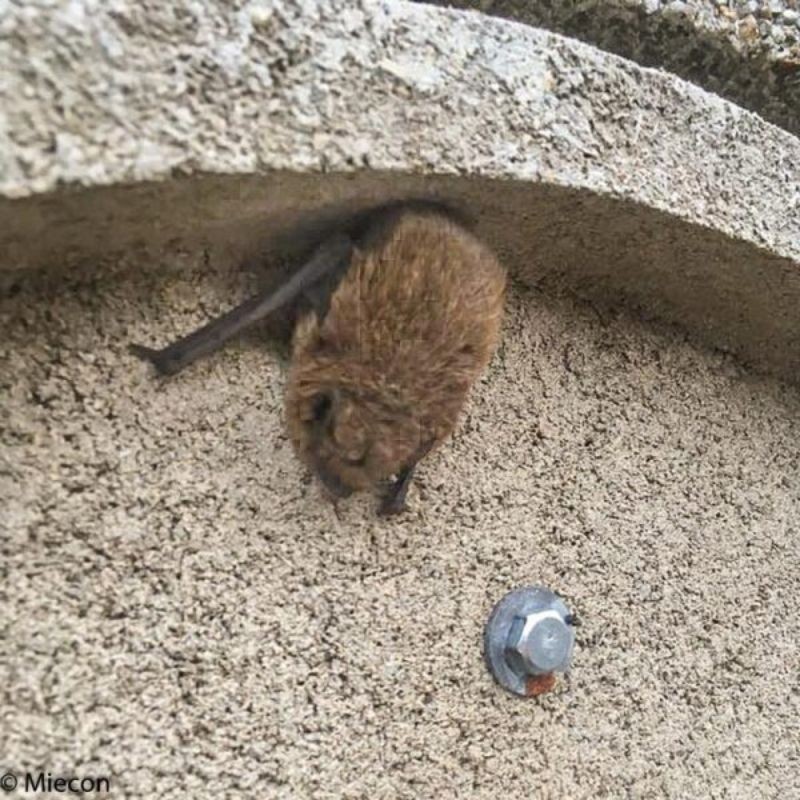 Gîte à chauves-souris VK WS H.50 cm - Béton de bois - Blanc ou Noir
