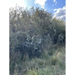 Filet de Camouflage G-Lynx Ghillie - Tragopan