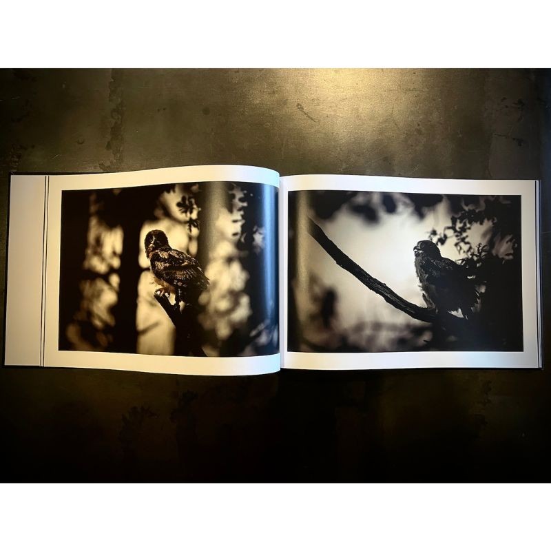 "Owly Night" - Livre photo