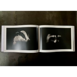 "Owly Night" - Livre photo