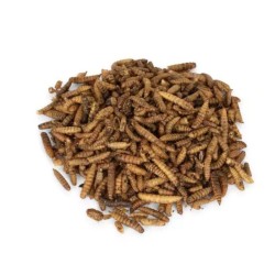 Larves de mouches soldats 1 kg
