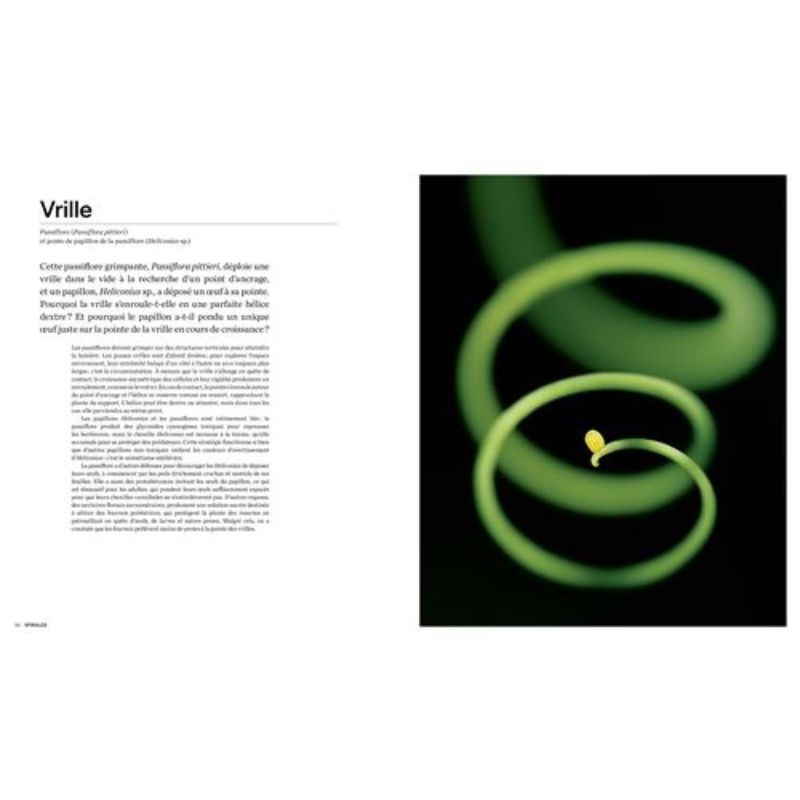 Les formes de la nature - Ce que la géométrie du vivant nous révèle