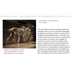 Nature sauvage - Rencontre avec les mammifères de France et d'Europe