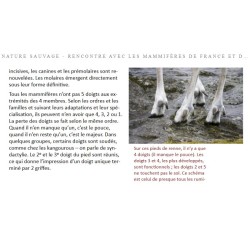 Nature sauvage - Rencontre avec les mammifères de France et d'Europe