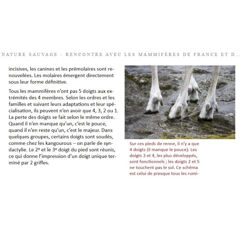 Nature sauvage - Rencontre avec les mammifères de France et d'Europe