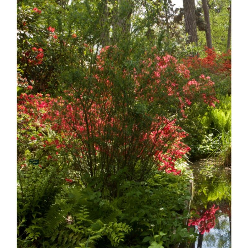 Une histoire des jardins botaniques - Entre science et art paysager