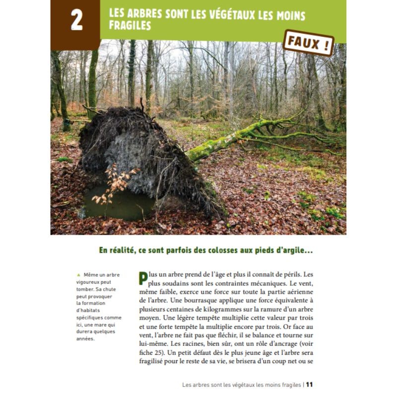 50 idées fausses sur les arbres