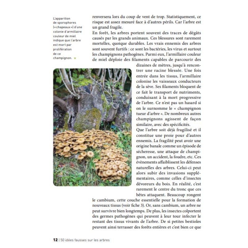 50 idées fausses sur les arbres