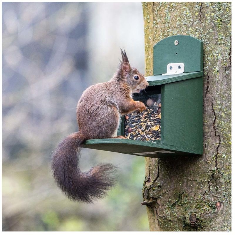 Mélange de nourriture Premium pour écureuils - 2 kg