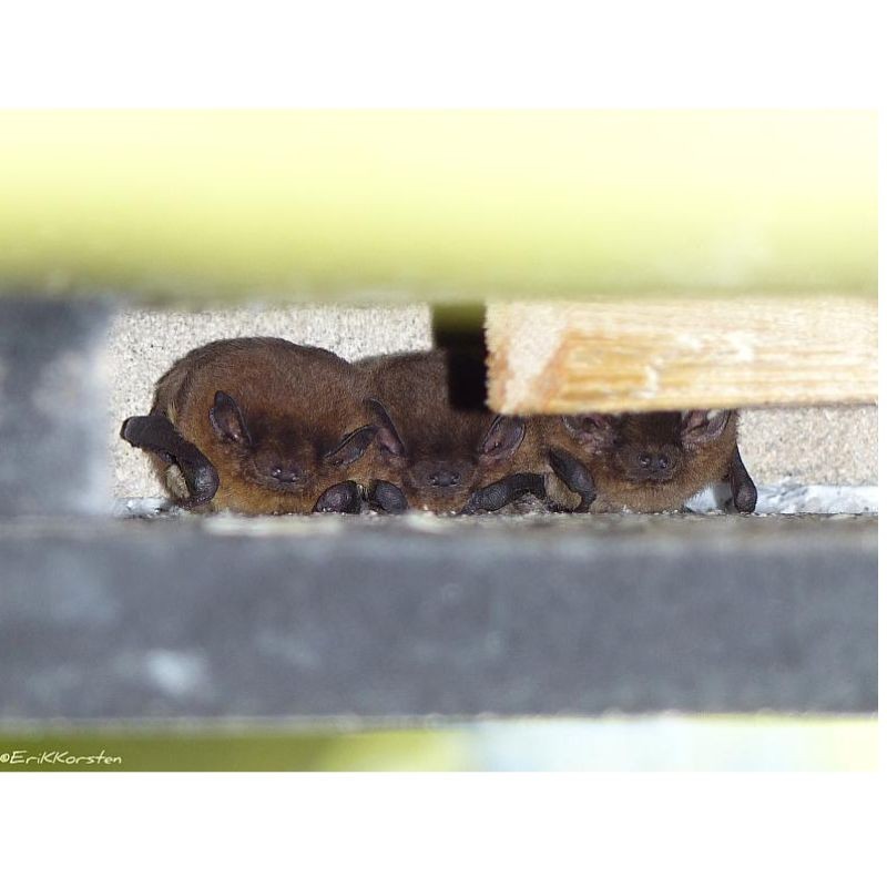 Gîte à chauves-souris VK WS H.40 cm - Béton de bois - Blanc ou Noir
