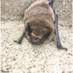 Gîte à chauves-souris VK WS H.40 cm - Béton de bois - Blanc ou Noir