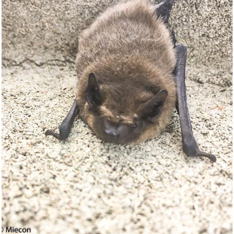 Gîte à chauves-souris VK WS H.40 cm - Béton de bois - Blanc ou Noir