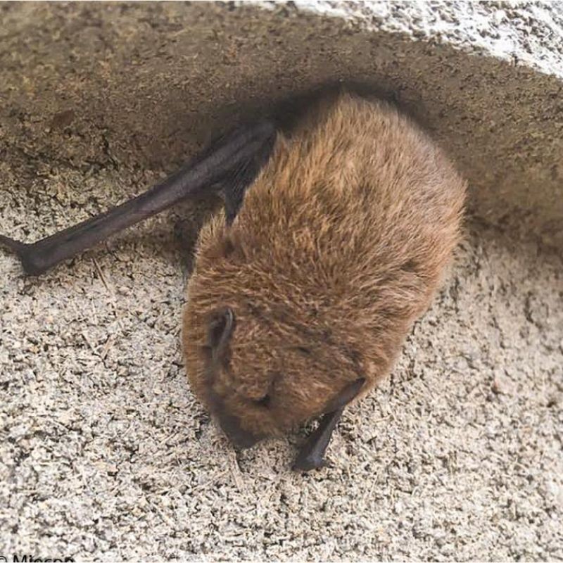 Gîte à chauves-souris VK WS H.40 cm - Béton de bois - Blanc ou Noir