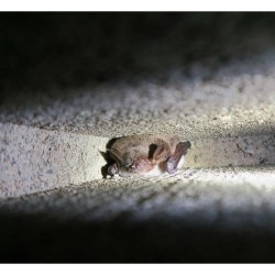 Pierre de sous-sol pour Chauve-souris VK ST 02 - Béton de bois