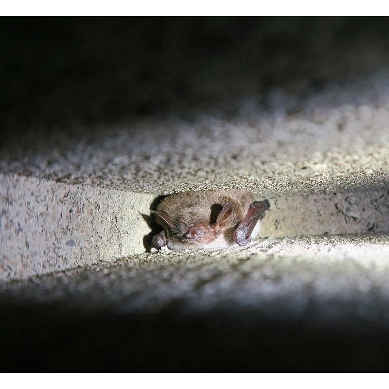 Pierre de sous-sol pour Chauve-souris VK ST 02 - Béton de bois