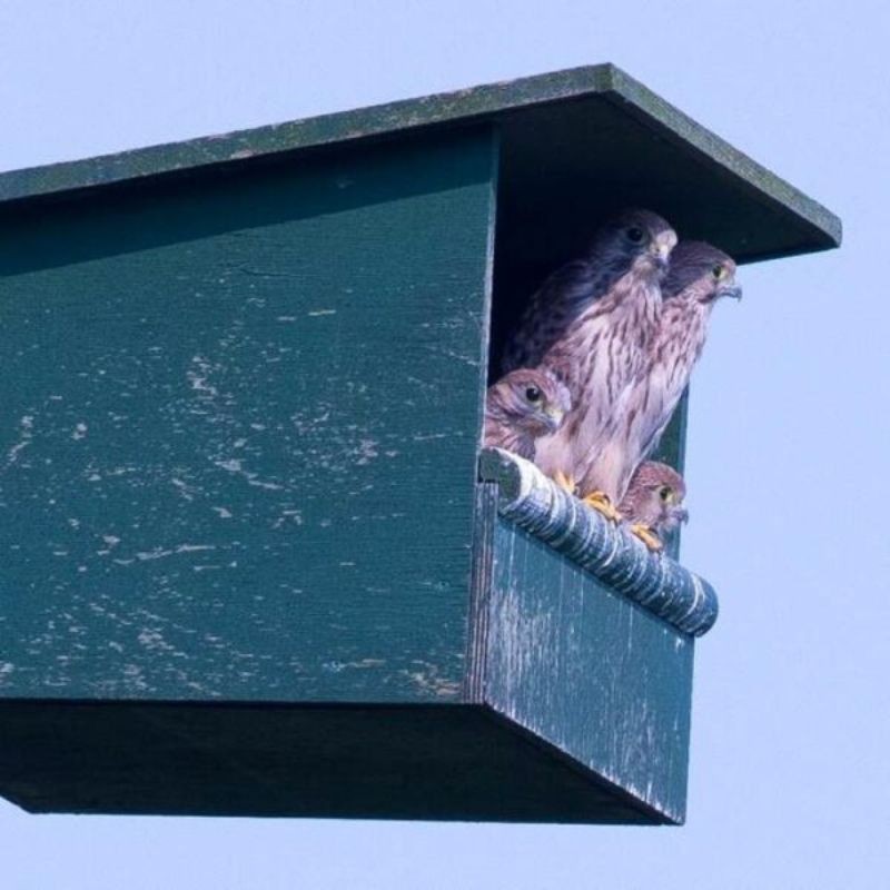 Nichoir pour Faucon crécerelle RK TO 01- Bois